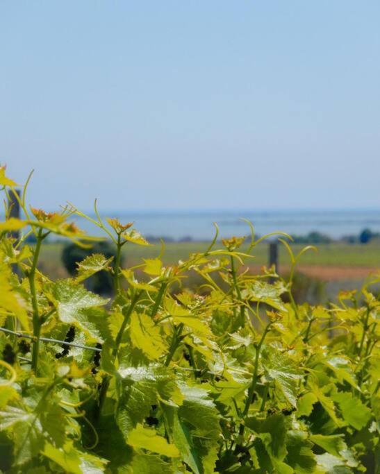 La Maison Des Vendangeurs Canet-en-Roussillon Eksteriør billede